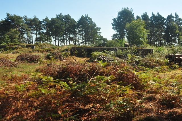 19 09 15_7582.JPG - ARNE, DORSET - ON THE DAY THEY CELEBRATED THEIR 50TH ANNIVERSARY - 19.9.15 - NORMALLY CLOSED TO PUBLIC, GUN EMPLACEMENTS